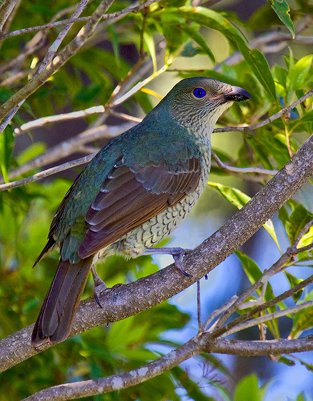 _MG_1484mw.jpg - Satin Bowerbird (Ptilonorhynchus violaceus) - Wentworth Falls, NSW
